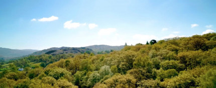 Forest landscape with blue skies